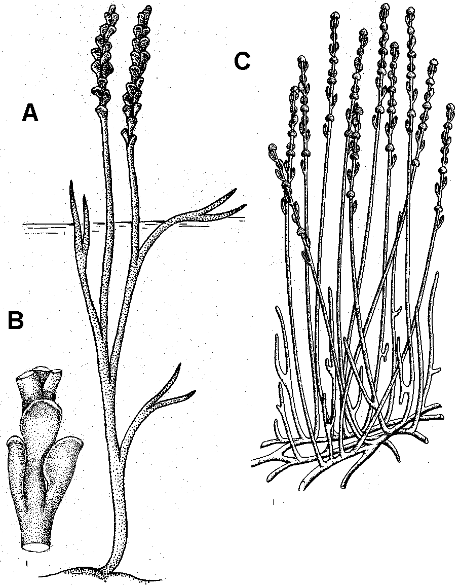 Ib zoosterophyllum.gif