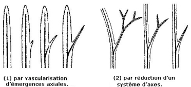 Ic origine microphylle1.jpg