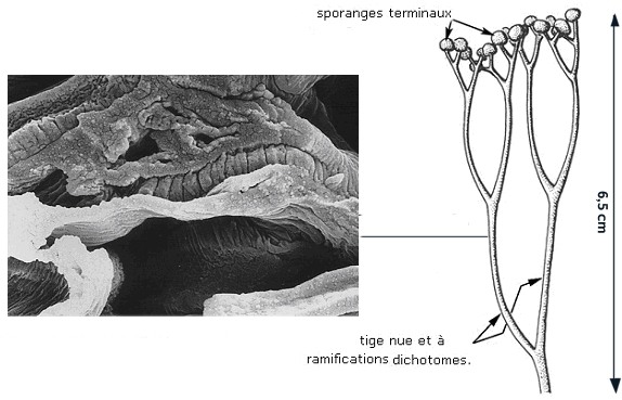 Imagecooksonia vcourte.jpg