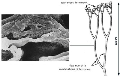 Imagecooksonia vcourte.jpg