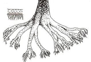 app souterrain lepidodendron01.jpg