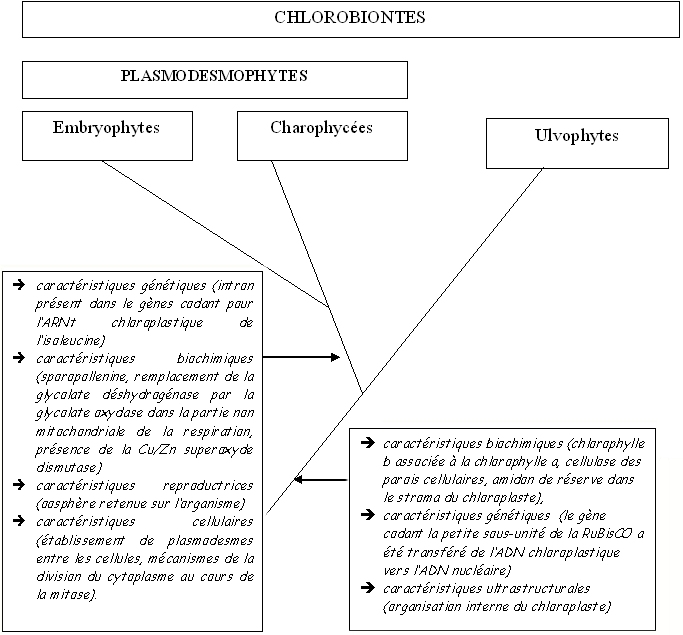 arbre plasmodesmophytes