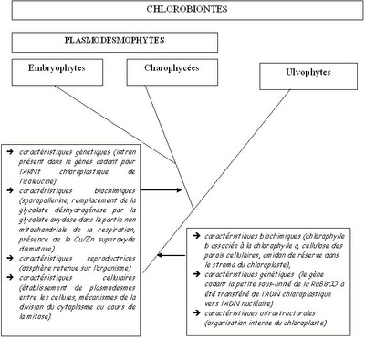 arbre plasmodesmophytes