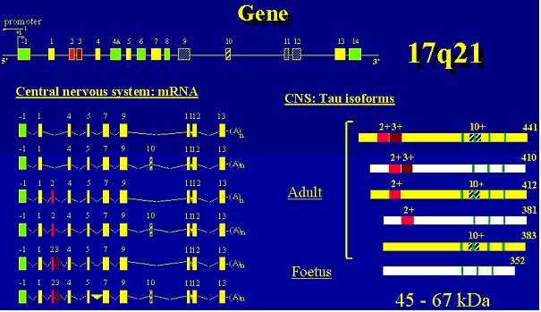 gène, mRNA et protèines Tau
