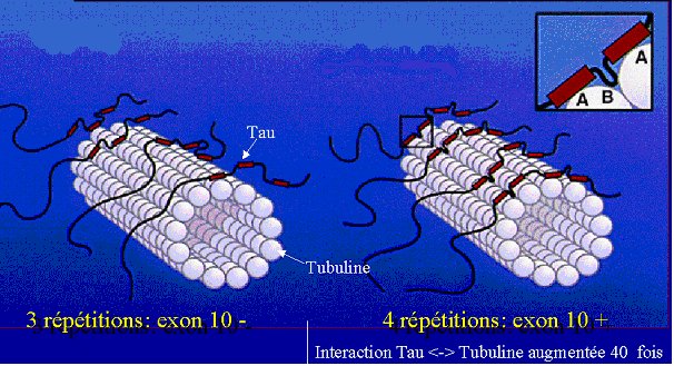 sites de fixation Tau neurotubules