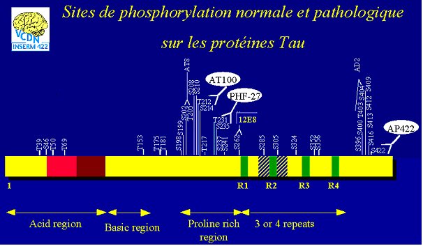 les sites de phosphorylations de la protéine Tau