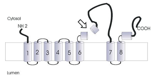 Structure de la PS1