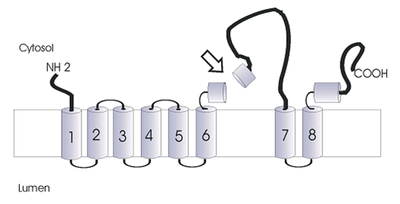 Structure de la PS1