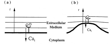 ModelElong.jpg