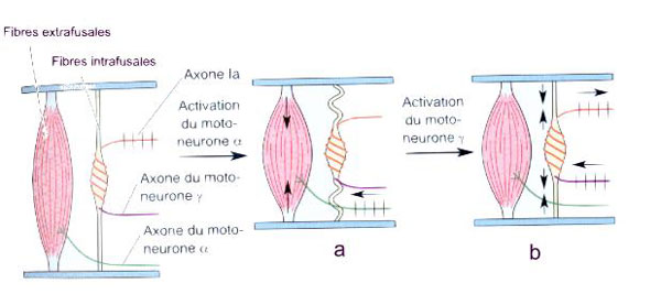 activationR.jpg