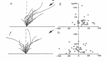 trajetNeurites1.gif