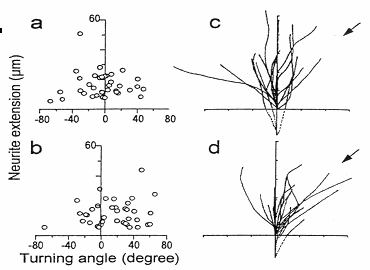 trajetNeurites2.gif