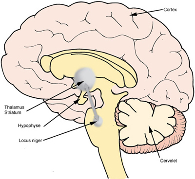 coupe_sagittale_cerveau2.jpg