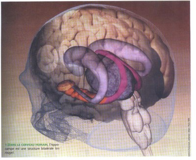 hippocampe.jpg