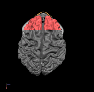 prefrontal cortex.PNG