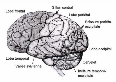 Anatomie "sulco-gyrale" du cerveau
