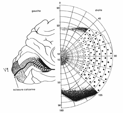 RetinotopV1.gif