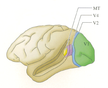 CortexVisuSinge.gif