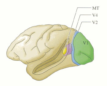 CortexVisuSinge.gif