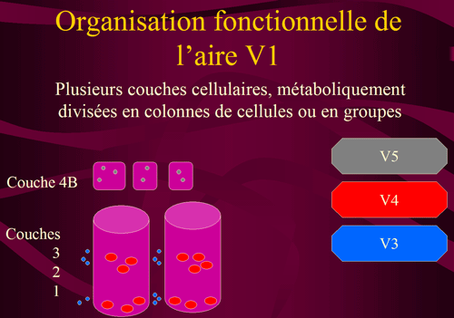 OrganisationV1.gif