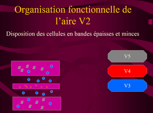 OrganisationV2.gif