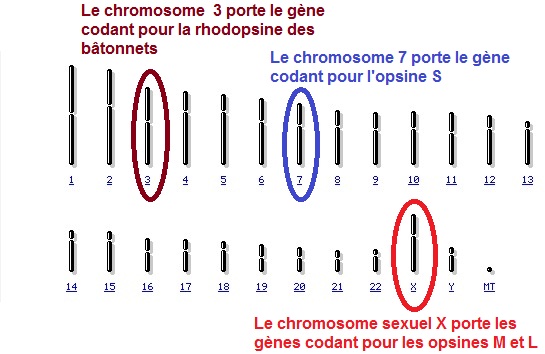 localisation gènes pigments rétiniens