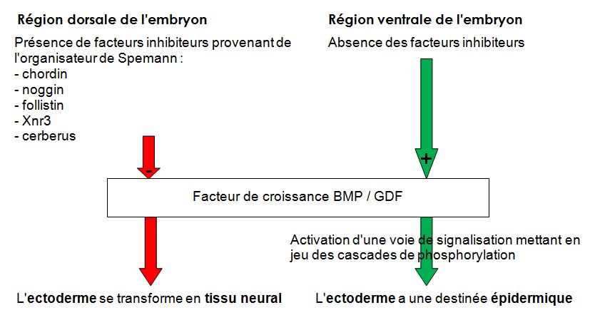 Induction neurale