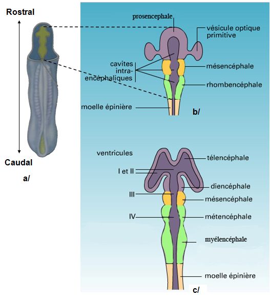 du tube neural au stade 3 puis 5 vésicules encéphaliques