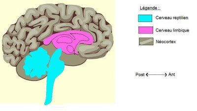 modèle cerveau tritunique