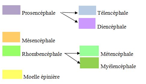 Légende courbures cephaliques