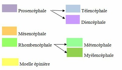 Légende courbures cephaliques