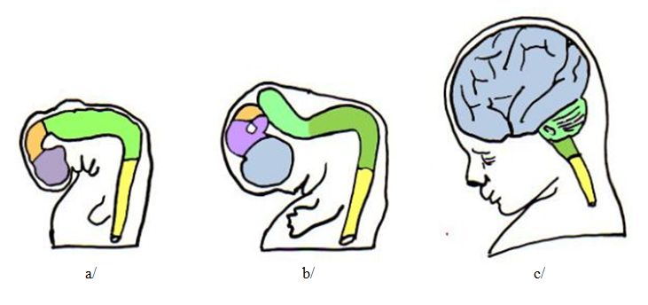 Courbures cephaliques