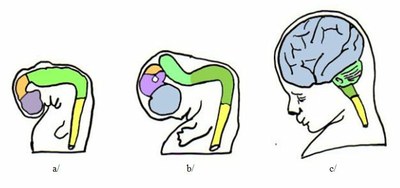 Courbures cephaliques