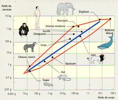 taille relative de cerveau chez les mammifères