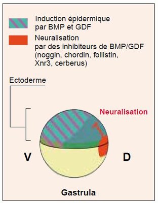 Induction neurale