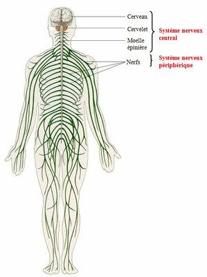 Système nerveux central, Système nerveux périphérique