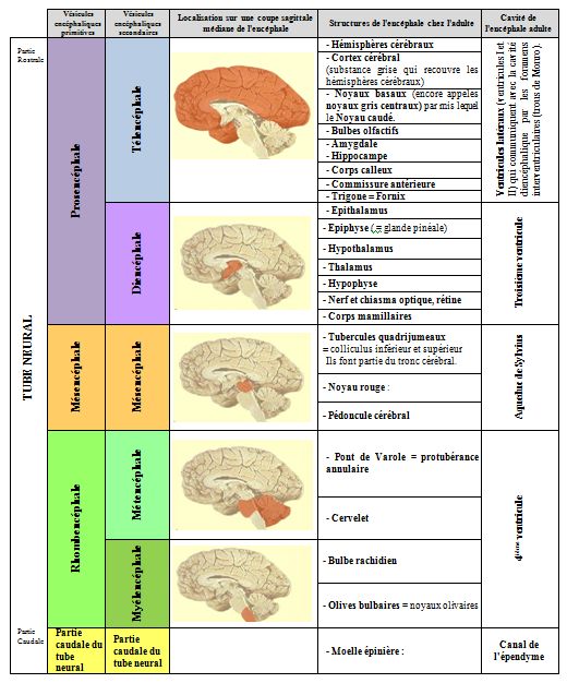 Tableau 5 vésicules.JPG