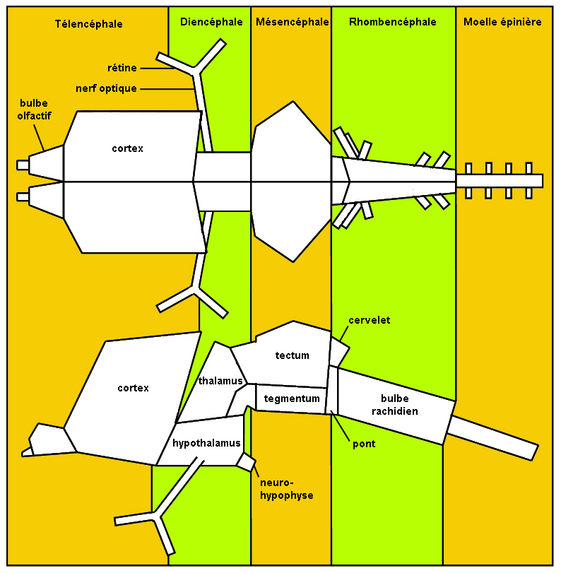 schéma descriptif du plan d’organisation de l’encéphale de vertébrés