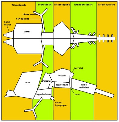 schéma descriptif du plan d'organisation de l'encéphale de vertébrés