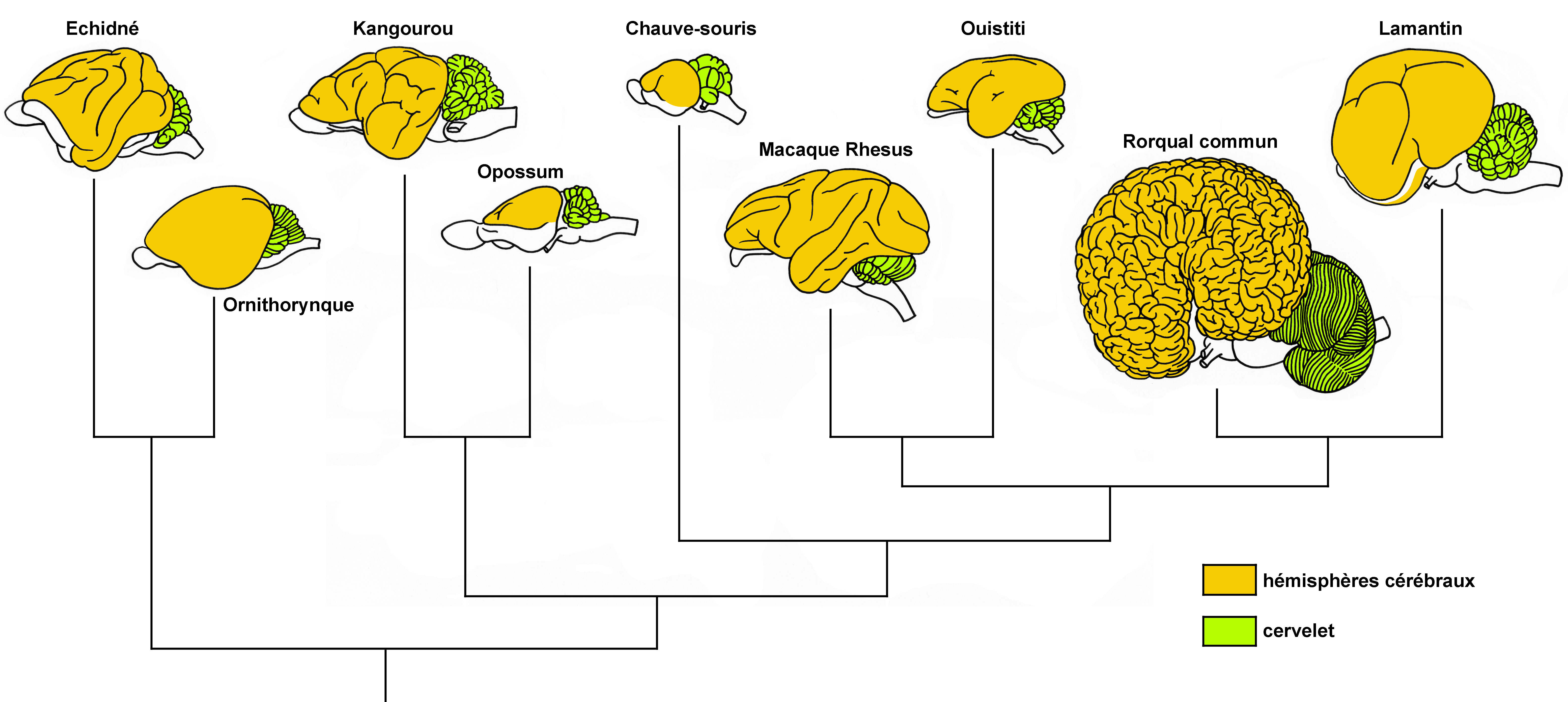 Schémas descriptifs d’encéphales d’espèces de mammifères et relations de parenté associées 