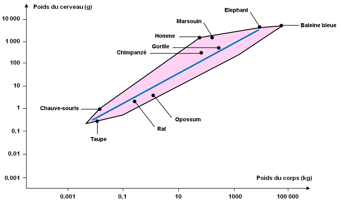 Comparaison du rapport entre la masse de l’encéphale et la masse du corps chez les mammifères