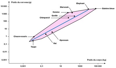 Comparaison du rapport entre la masse de l’encéphale et la masse du corps chez les mammifères