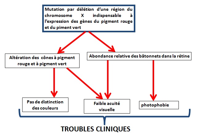 Schéma fonctionnel explicatif des troubles visuels du patient 1