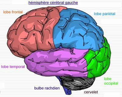 document 3 cartographie du cerveau