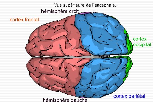 document 4b : cartographie du cerveau vue supérieure