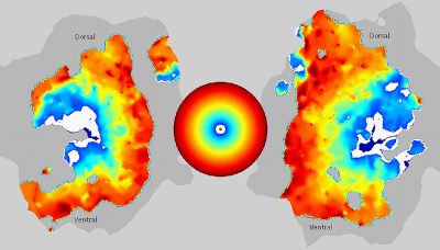Mire circulaire et activation aires visuelles 