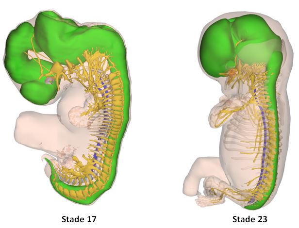 Comparaison SN stade 17 et 23 