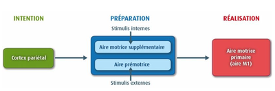 Cooperation aires motrices