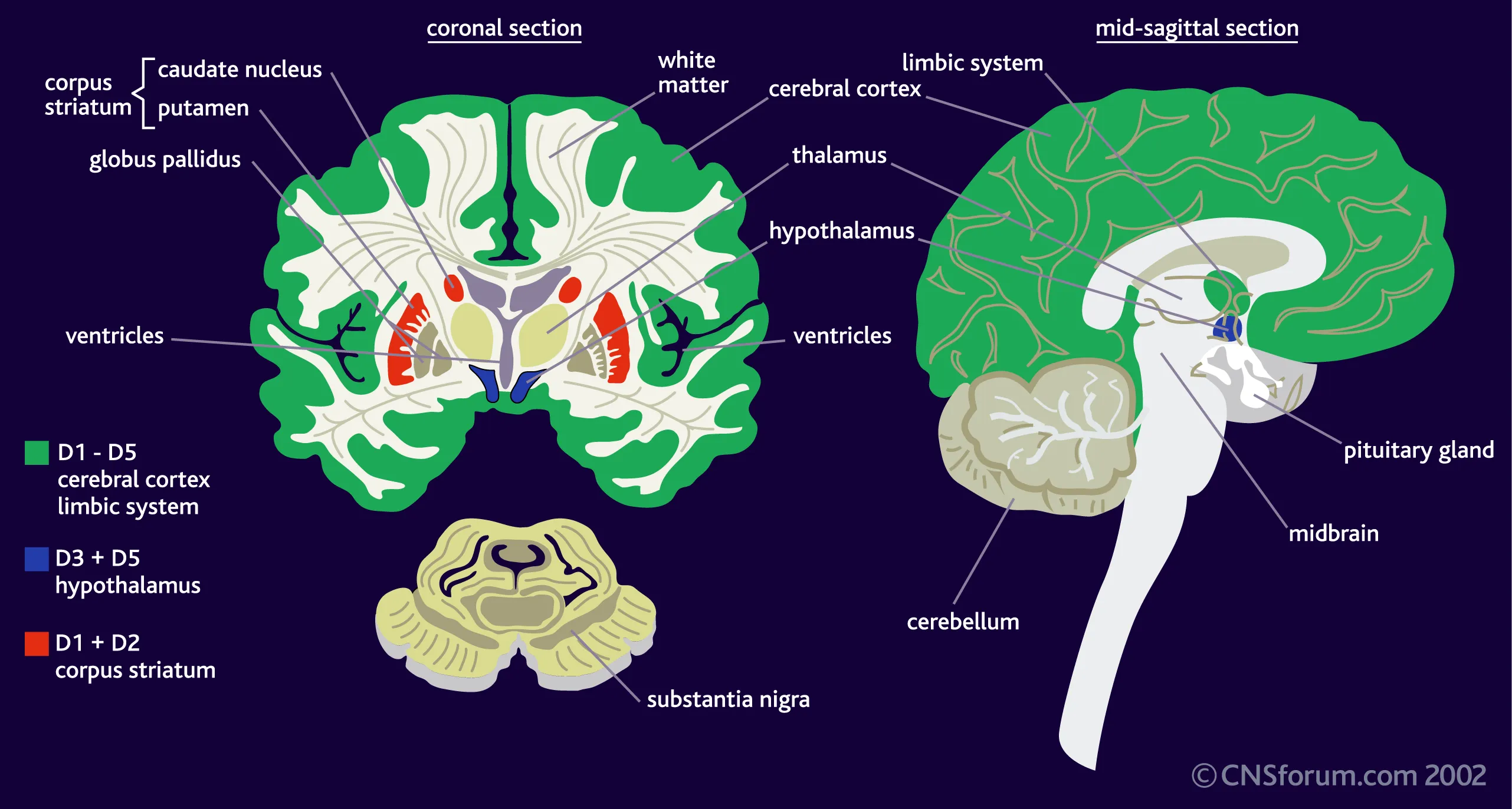 dopamine expression Receptor