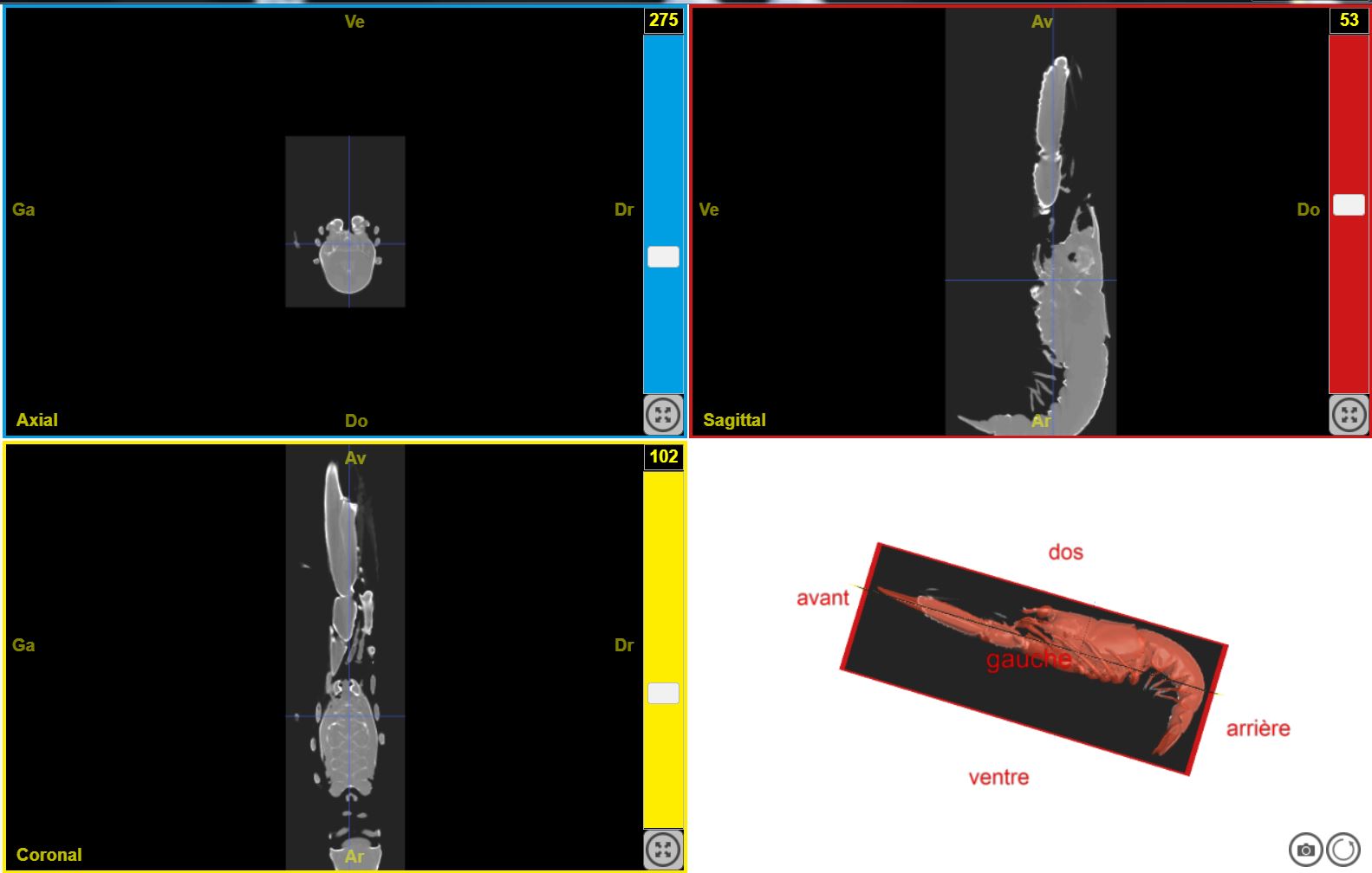 Langoustine EduAnat2 capture ecran